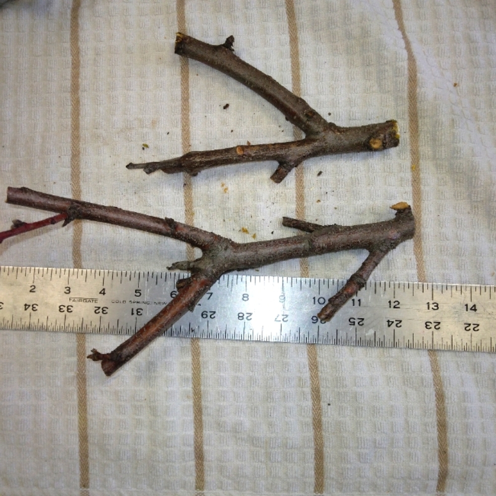 Peach Tree Branches for Crafting Isopods Reptiles  Terarrium  Jararrium Vivarium
